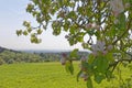 Appletree plantation in spring