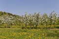 Appletree plantation in spring