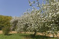 Appletree plantation in spring