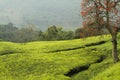 Appletree in Uganda