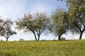 Appletrees in bloom in summertime with blue sky and flower meadow Royalty Free Stock Photo