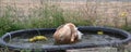 Appleyard Duck Bathing in Tub Royalty Free Stock Photo