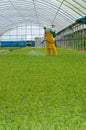 Application of agricultural chemicals in greenhouse with safety suit