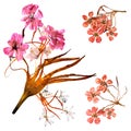 Application bouquet of dry bizarre lily petals and pressed mult Royalty Free Stock Photo