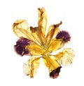 Application of pressed motley multicolored iris