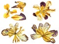 Application of pressed multicolored iris