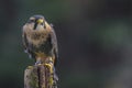 Applomado Falcon CRC Royalty Free Stock Photo