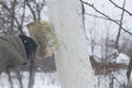 Apply a brush of whitewash to the trees in the garden to protect them from the sun