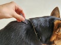 Apply flea and tick medication to dogs It is effective prevention and elimination of fleas and ticks.