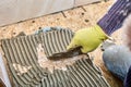 Applying adhesive cement mortar to back side of tiles using comb trowel.