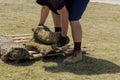 Applying rolled green grass with laying sod for new lawn Royalty Free Stock Photo