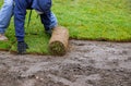 Applying turf unrolling new grass roll Royalty Free Stock Photo