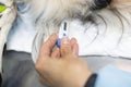 At the appointment, the doctor measures the cat temperature with a rectal thermometer. The pet is brought in for an Royalty Free Stock Photo