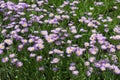 Appreciable amount of violet flowers of Erigeron speciosus in June