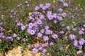 Appreciable amount of violet flowers of Michaelmas daisies in October Royalty Free Stock Photo