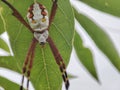 Appreciating the Role of Spiders in the Ecosystem