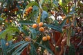 Appricot tree with ripe orange appricots and leaves