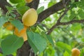 Appricots on a tree