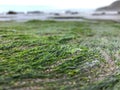Approach of algae of the Chilean coast