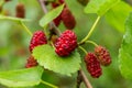 Approach of a branch of a blackberry plant.