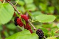 Approach of a branch of a blackberry plant. Royalty Free Stock Photo