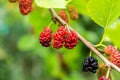 Approach of a branch of a blackberry plant.