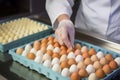 Approach poultry eggs accurately. Generate AI