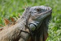 approach to Caribbean Iguana, an endangered species Royalty Free Stock Photo