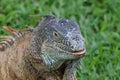 approach to Caribbean Iguana, an endangered species Royalty Free Stock Photo