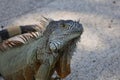 approach to Caribbean Iguana, an endangered species Royalty Free Stock Photo