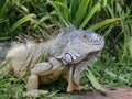 approach to Caribbean Iguana, an endangered species Royalty Free Stock Photo