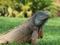 approach to Caribbean Iguana, an endangered species Royalty Free Stock Photo