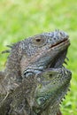 approach to Caribbean Iguanas, an endangered species Royalty Free Stock Photo