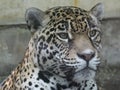 approach to face of Mexican jaguar, endangered species