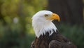Approach to the head of an Bald Eagle seen from the front looking to the right with unfocused trees background. Scientific name: Royalty Free Stock Photo