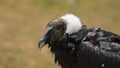 Approach to the head of a female Andean condor seen in profile with background of out of focus plants. Scientific name: Vultur