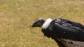 Approach to the head of a female Andean condor seen in profile with background of out of focus plants. Scientific name: Vultur