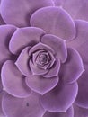 approach to purple echeveria plant, background and texture