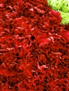 approach to red and green carnation flowers in a floral arrangement, background and texture Royalty Free Stock Photo