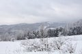 Approaching blizzard in mountain landscape. spruce trees on snow covered meadow. bad weather condition in winter. fog and clouds