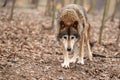 Approaching common wolf Royalty Free Stock Photo