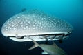 Approaching head of whale shark