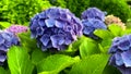 Approaching a hydrangea flower