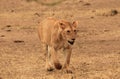 Approaching Lion Royalty Free Stock Photo