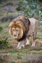 Approaching Lion Royalty Free Stock Photo