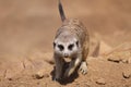 Approaching meerkat Royalty Free Stock Photo
