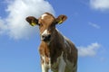 Approaching red pied cute calf, looking out of the picture, under a blue sky with white clouds