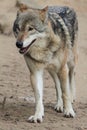 Approaching wolf Royalty Free Stock Photo