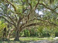 Gemini Springs Park in Volusia County, Florida Royalty Free Stock Photo