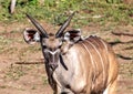 Approximately 12 month old Nyala male near the Chobe river in Botswana Royalty Free Stock Photo